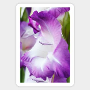 Gladiolus  'King's Lynn' Sticker